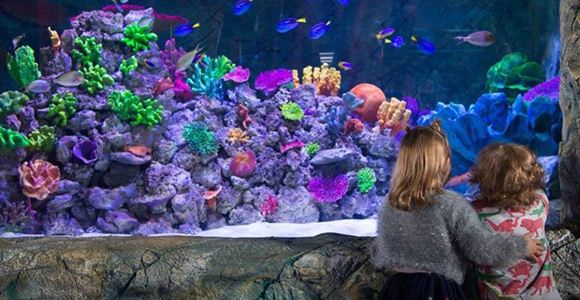 Picture of Melbourne Aquarium - General Admission (Child)