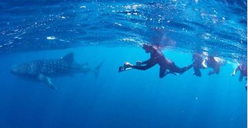 Picture of Ningaloo Whale Shark Research Expeditions WA