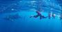 Picture of Ningaloo Whale Shark Research Expeditions WA