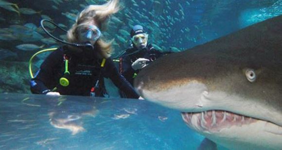 Picture of Shark Dive Xtreme SEA LIFE Sanctuary (Introductory Dive)