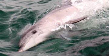 Picture of A Sightseeing Cruise with Bottlenose Dolphins (Child) - Sorrento