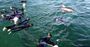 Picture of Swim with Dolphins Cruise - Sorrento