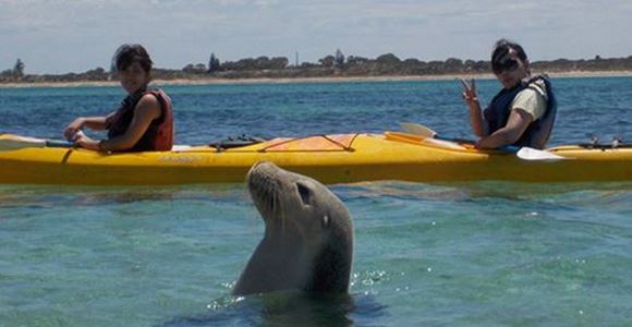 Picture of Seal & Penguin Islands Sea Kayak Day Tour (Adult)
