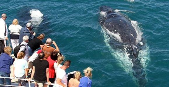Picture of Spirit of Gold Coast Whale Watching (Adult)