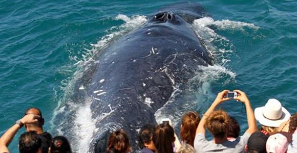 Picture of Spirit of Gold Coast Whale Watching (Family)