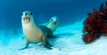 Picture of Swim with the Sea Lions Port Lincoln - Adelaide