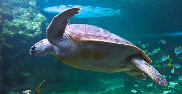 Best Gift Certificates. Sydney Aquarium Entry Ticket (Child) - Sydney Best Gift Certificates. Sydney Aquarium Entry Ticket (Child) - Sydney