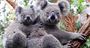 Picture of Breakfast with the Koala's (Child) - Sydney