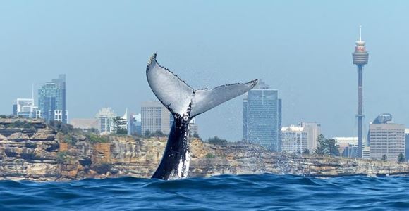 Picture of Oz Whale Watching Cruise - Sydney