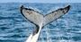 Picture of Winter Whale Cruise (Child) - Phillip Island