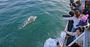 Picture of Winter Whale Cruise (Child) - Phillip Island