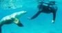 Picture of Swim with Sea Lions Tour  Adult – Port Lincoln