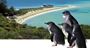 Picture of Dolphin Penguin & Sea Lion Cruise (Adult)