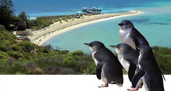 Picture of Penguin Island & Dolphin Watch Adventure Cruise (Child)