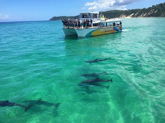 Picture of Dolphin and Tangalooma Wrecks Cruise – Child