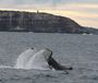 Picture of Sydney Eco-Whale Watching