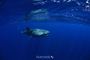 Picture of Swim with Whale Shark - Adult