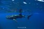 Picture of Swim with Whale Shark - FAMILY WA