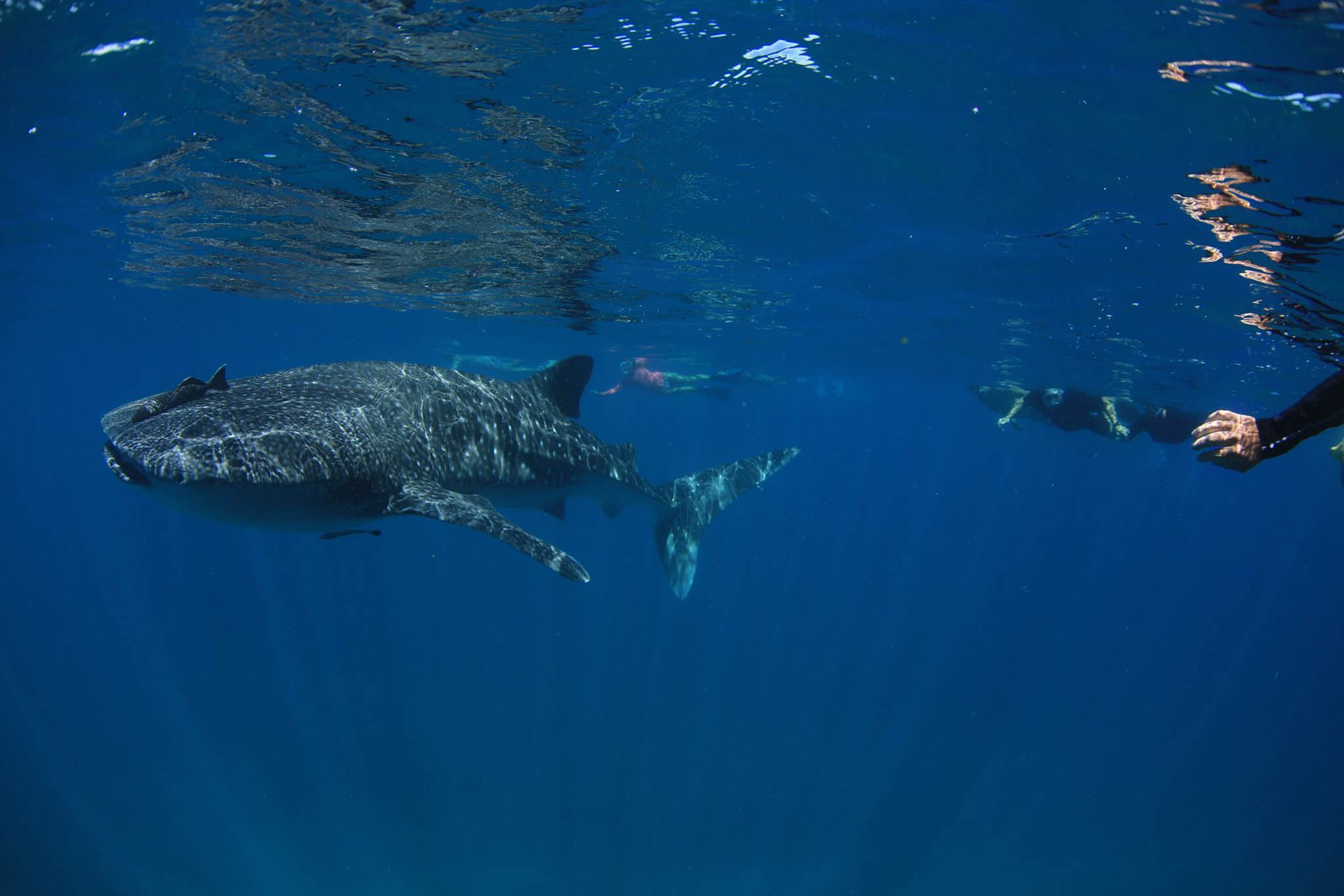 Best Gift Certificates. Swim With Whale Shark - Child