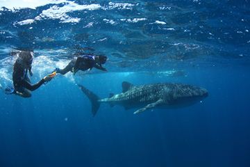 Picture of Swim With Whale Shark - Child