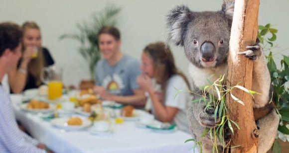 Picture of Breakfast with the Koala's (Adult) - Sydney