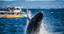 Picture of Full day Whale Watching from Brisbane - Adult