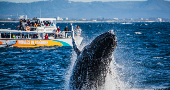 Picture of Whale Watching Cruise - Gold Coast (Adult)