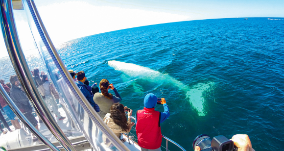 Picture of Whale Watching Cruise - Gold Coast (Child)